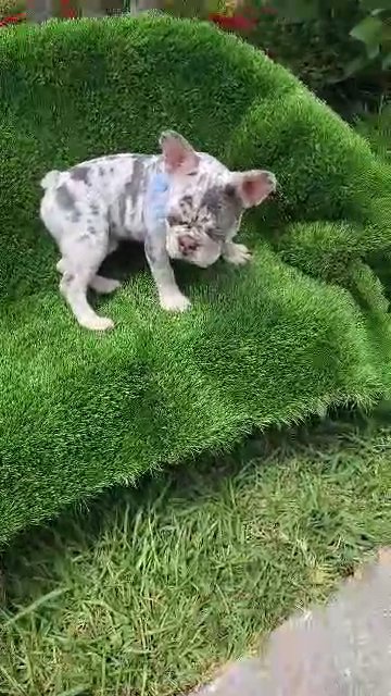 French bulldog in Bonita Springs, Florida