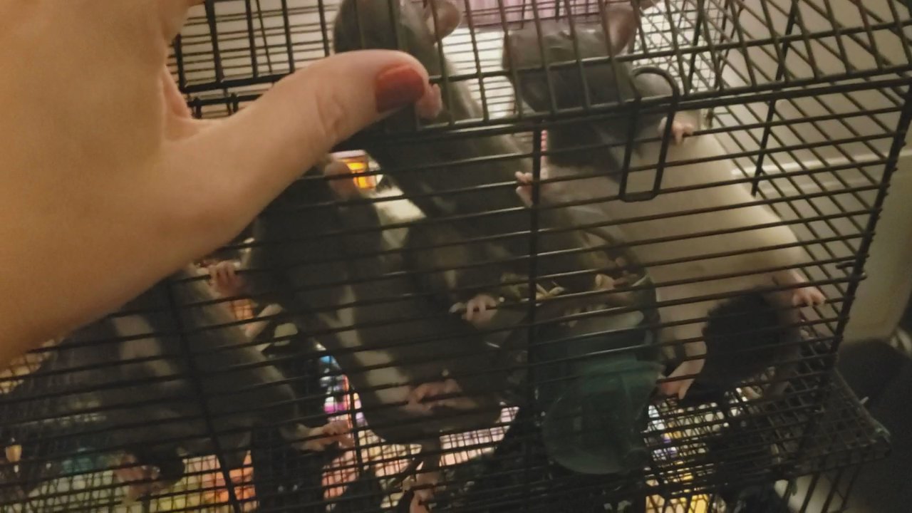 Rat babies 8weeks old in Denver, Colorado