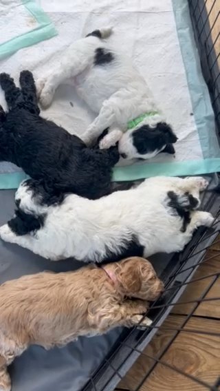 Mini goldendoodles in Atlanta, Georgia