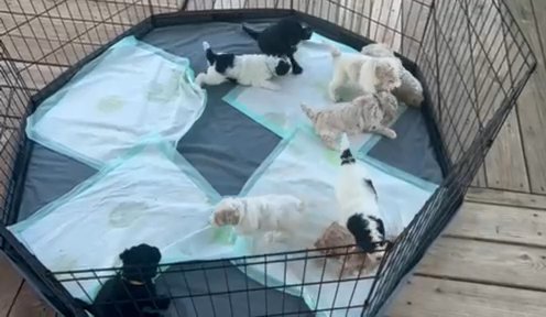 Mini Goldendoodle Puppies in Atlanta, Georgia