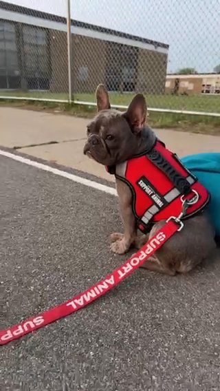 Adult Female Mirco Lilac And Tan Merle Frenchie in Detroit, Michigan