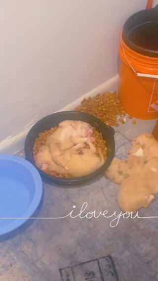 Mixed Pups in Jacksonville, Florida