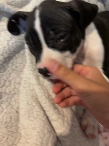 pitbull/boxers Puppies in New Port Richey, Florida