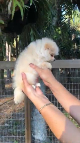 Milo Pomeranian in Naples, Florida