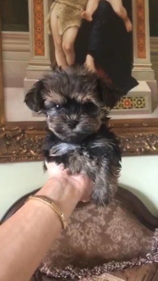 Noah Yorkie Teacup in Naples, Florida