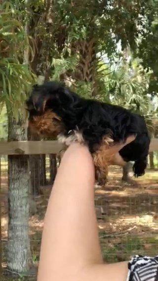 Diana Yorkie Teacup in Naples, Florida