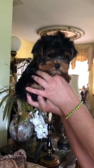 Fiona Yorkie Teacup in Naples, Florida
