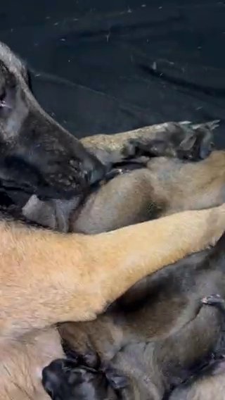 Purebred Belgian Malinois Puppies in Apopka, Florida
