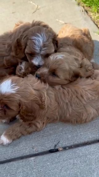 F1b Toy Cavapoos in Jonesboro, Arkansas