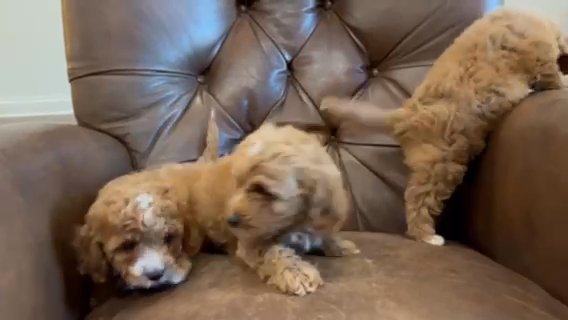 Toy Cavapoos in Jonesboro, Arkansas