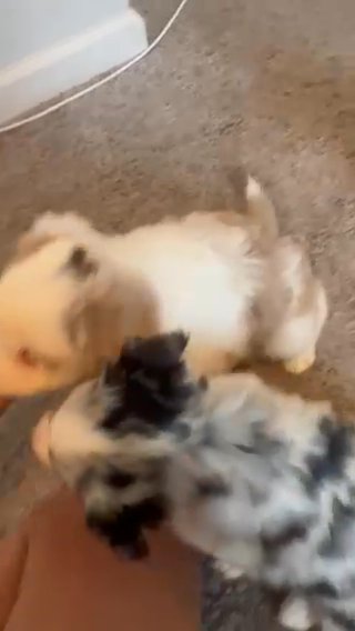 Mini Aussies in Jonesboro, Arkansas
