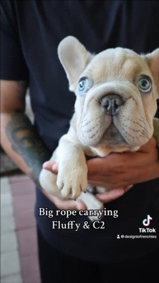 French Bulldog Big Rope Carrying Fluffy n C2 in Orlando, Florida