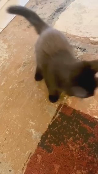 Adorable Kitten in Agawam Town, Massachusetts