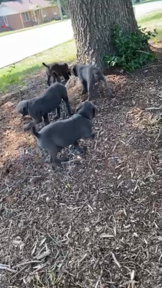 2 FEMALES LEFT ❤️‍? Italian Cane Corsos in Charlotte, North Carolina