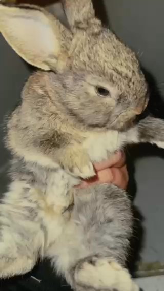 Bunnies in Tacoma, Washington