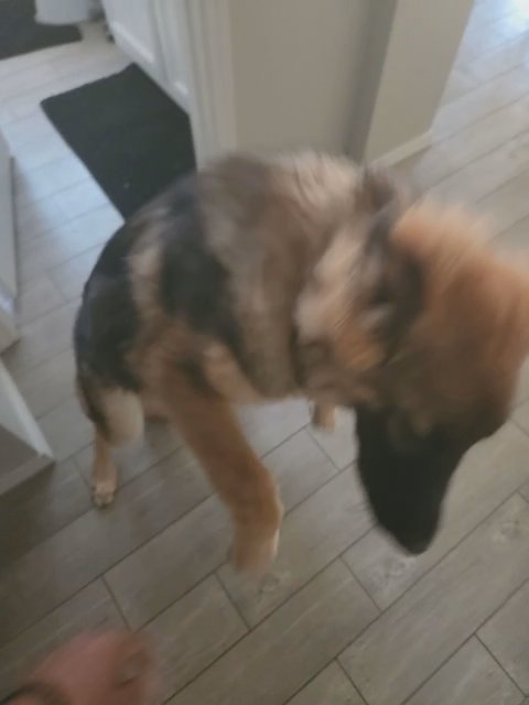 Pure Bred German Shepherd in Phoenix, Arizona
