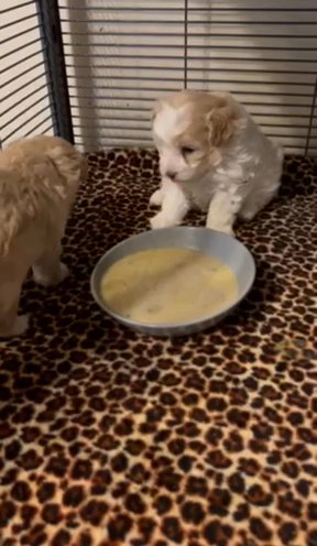 Toy Maltipoo in Lexington-Fayette, Kentucky