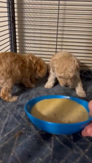 Toy poodles in Lexington-Fayette, Kentucky