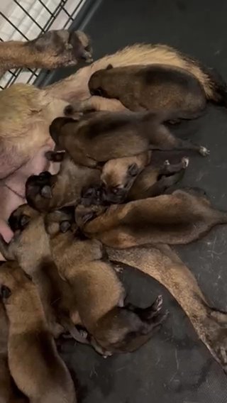 Belgian Malinois Puppies in Apopka, Florida