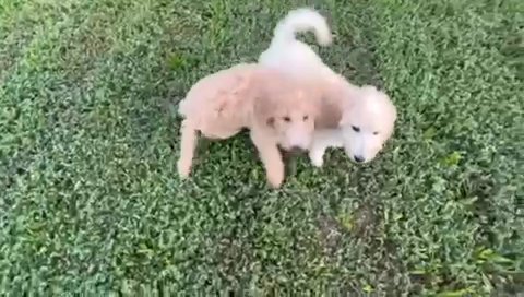 Golden Doodle Medium in Grand Prairie, Texas