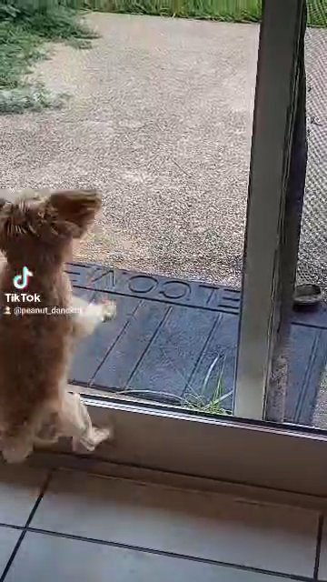 Peanut, the famous dancing dog! in Plano, Texas