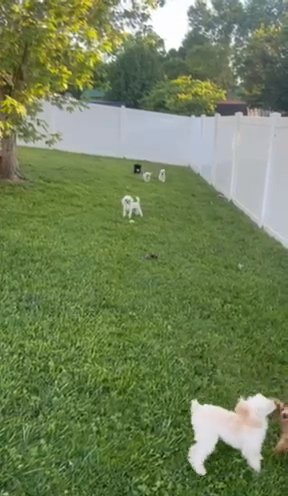 Toy poodles in Lexington-Fayette, Kentucky