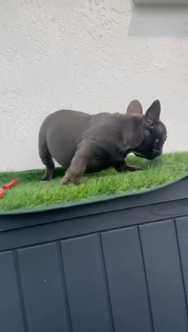 Maggie in Pembroke Pines, Florida