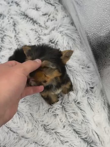 Male Yorkie in Lexington-Fayette, Kentucky