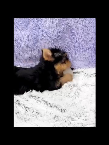 Brock-Male Yorkie in Lexington-Fayette, Kentucky