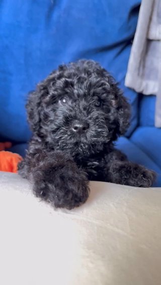 Mini Schnoodle Ready 6/7 $1650 in Temple, Texas