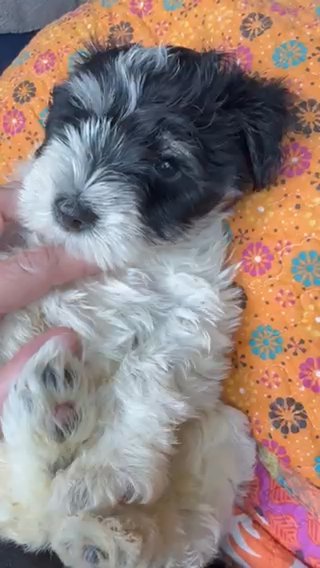 Mini Schnauzer Mega Coat in Temple, Texas
