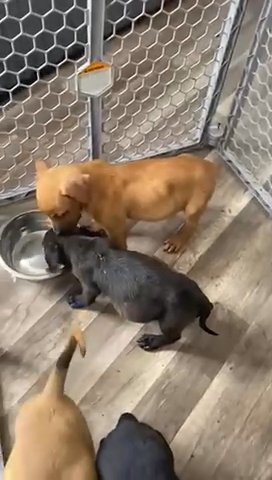 German Shepherd Pit Bull Mix Pups in Hialeah, Florida