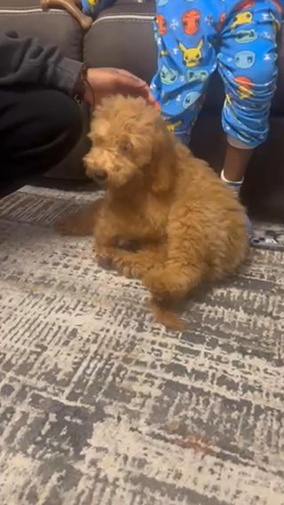Mini Golden Doodle (Male) in Houston, Texas