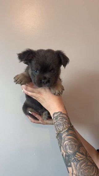 Male Fluffy That Carries Testable in Bethlehem, Pennsylvania