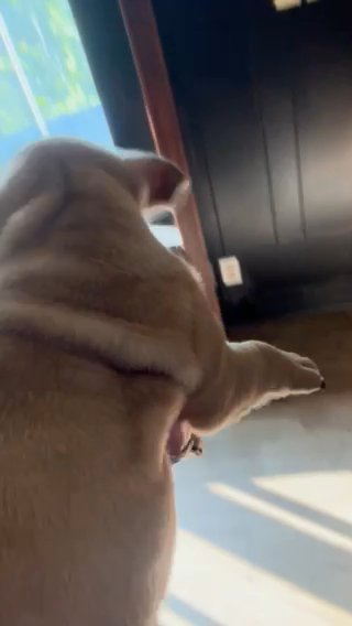 Lilac Fawn Merle Male English Bulldog in Wheeling, West Virginia