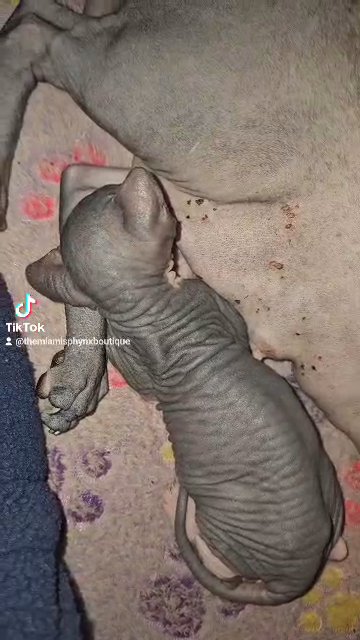 Hairless kittens for sale in Miami, Florida