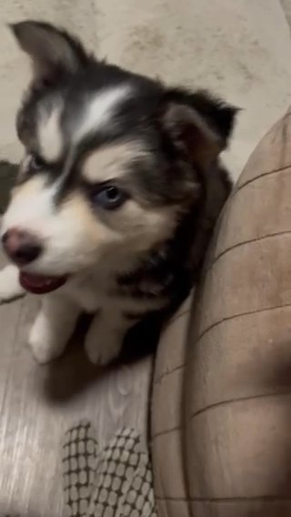 Black White Siberian Husky in Orlando, Florida