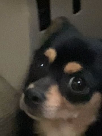 Medium Hair 11 Month Old Chihuahua in Westfield, Massachusetts