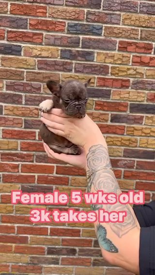 Affordable Testable Female in Bethlehem, Pennsylvania