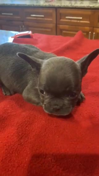 French Bulldog Blue Bilro Frenchie Female Girl Puppy in Orlando, Florida