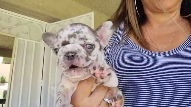 Chocolate Merle Frenchie in Las Vegas, Nevada