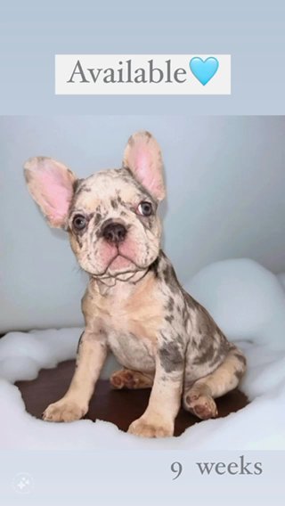 Male Available in Orlando, Florida