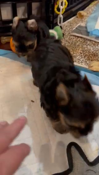 Traditional female Yorkies in Hammond, Louisiana