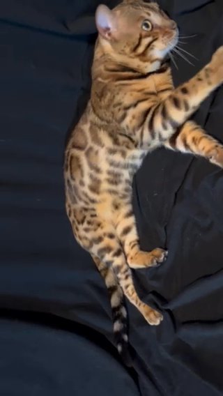 Male Bengal Cat Not Neutered Gold Eyes in Los Angeles, California
