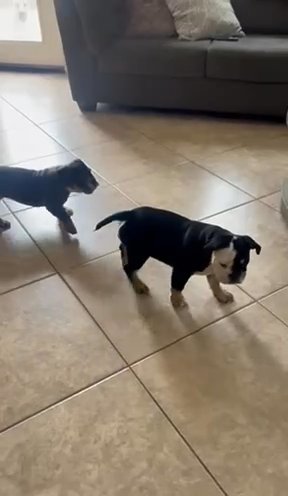 Micro Bullies in Eastvale, California
