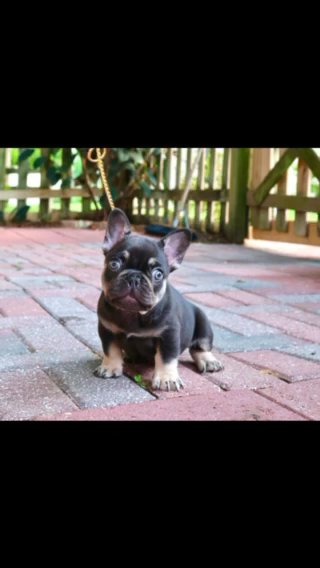 Mini French Bulldog Chocolate n Tan in Orlando, Florida