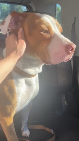 Boone in Anderson, Indiana
