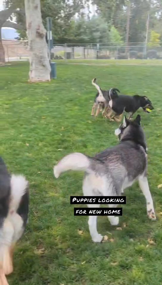 1 YEAR OLD SHEPSKY PUPS in San Bernardino, California