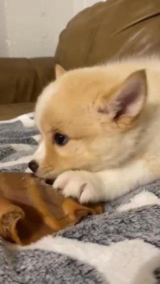 Sunshine - Female Pomsky in Roseburg, Oregon