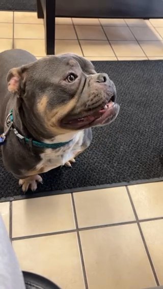 Pet Home Male American Bully in Bethlehem, Pennsylvania